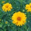 Heliopsis Helianthoides Var. Scabra 'Venus' -Planticaa Sales Store 28879