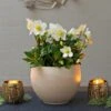 Christmas Rose In Cream Ceramic Cachepot -Planticaa Sales Store 29548