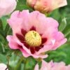 Peony 'Pastel Splendor' - Itoh Peony -Planticaa Sales Store 29897