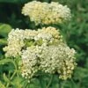 Asclepias Incarnata 'Ice Ballet' -Planticaa Sales Store 30047