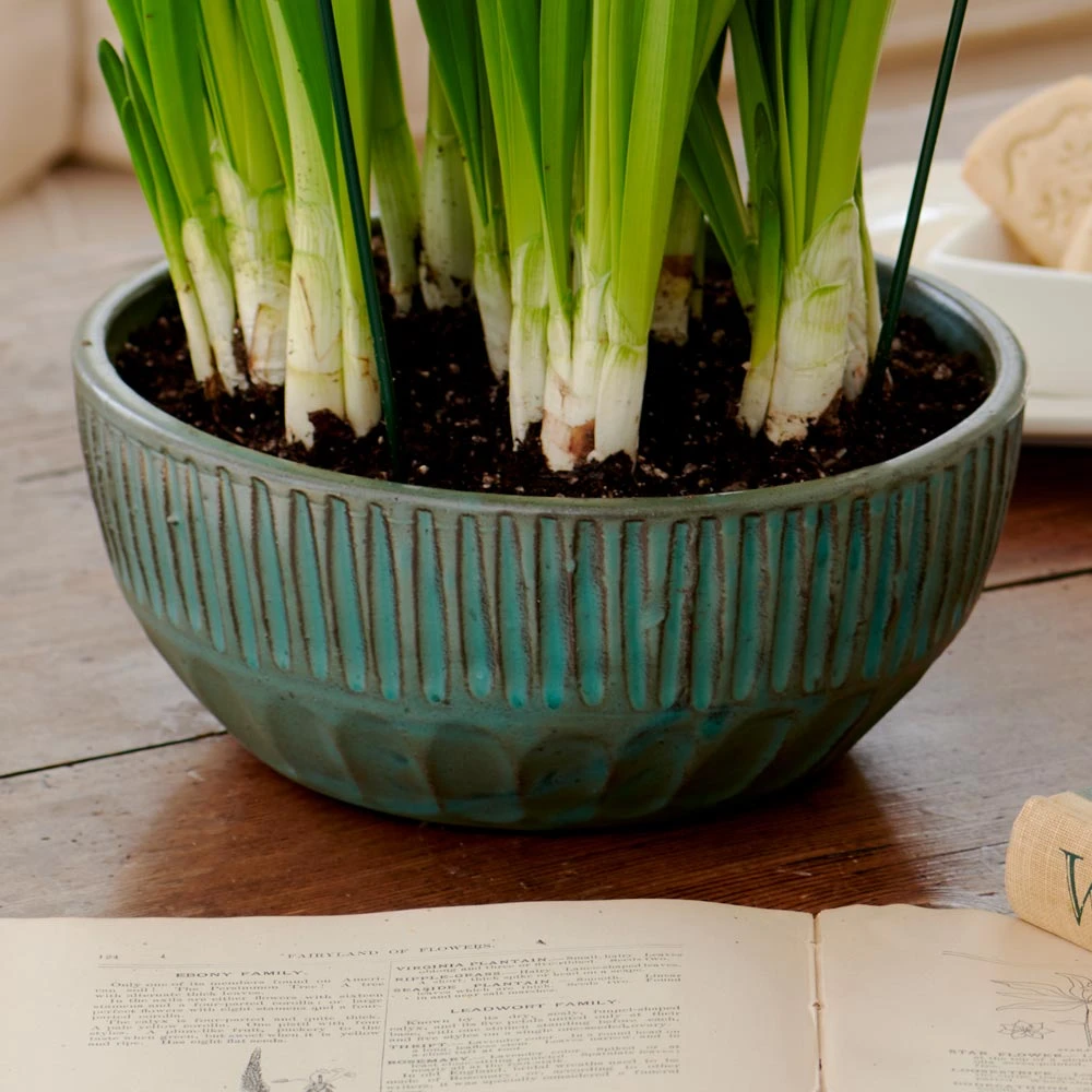 Neptune Bowl 3 Neptune Bowl