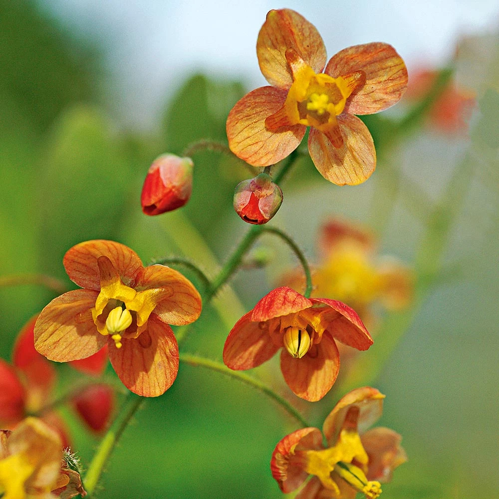 Epimedium X Warleyense 'Orange Queen' 3 Epimedium X Warleyense 'Orange Queen'