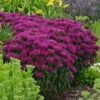 Monarda Didyma Sugar Buzz® 'Grape Gumball' -Planticaa Sales Store 31374