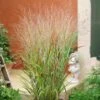 Ornamental Grass: Panicum Virgatum 'Shenandoah' -Planticaa Sales Store 32005