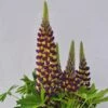 Lupinus Staircase® Dark Blue & Yellow -Planticaa Sales Store 32142