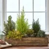 Indoor Evergreen Garden -Planticaa Sales Store 32369