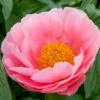 Peony 'Salmon Dream' 2 Peony 'Salmon Dream' -Planticaa Sales Store 33488