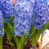 Hyacinthus Orientalis 'Aqua' 1 Hyacinthus Orientalis 'Aqua' -Planticaa Sales Store 33489