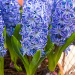 Hyacinthus Orientalis 'Aqua'