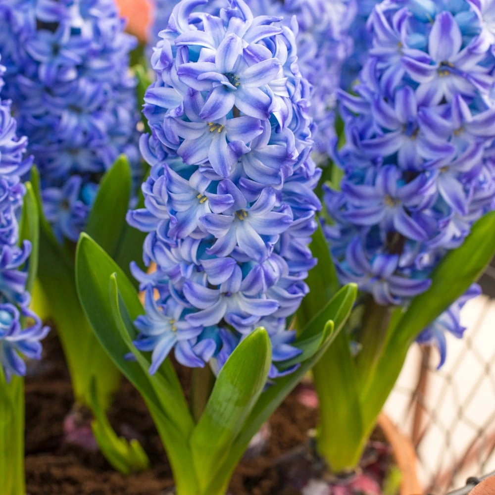 Hyacinthus Orientalis 'Aqua' 3 Hyacinthus Orientalis 'Aqua'