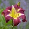 Hemerocallis (Daylily) 'Thank Your Lucky Stars' - Reblooming -Planticaa Sales Store 33536