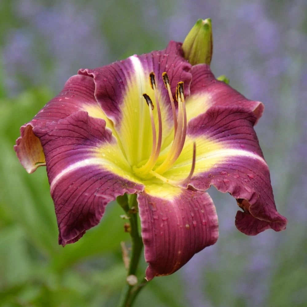 Hemerocallis (Daylily) 'Thank Your Lucky Stars' - Reblooming 3 Hemerocallis (Daylily) 'Thank Your Lucky Stars' - Reblooming