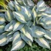 Hosta 'High Society' 2 Hosta 'High Society' -Planticaa Sales Store 33658