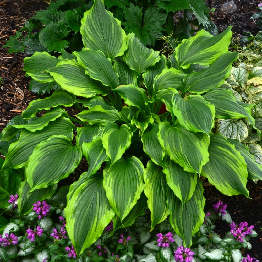 Hosta 'One Last Dance' 3 Hosta 'One Last Dance'