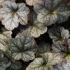 Heuchera 'Color Dream' -Planticaa Sales Store 33685