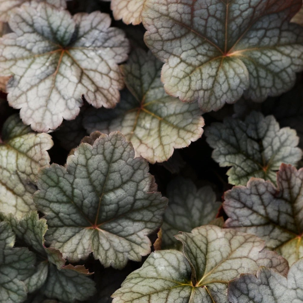 Heuchera 'Color Dream' 3 Heuchera 'Color Dream'