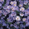 Symphyotrichum 'Wood's Blue'