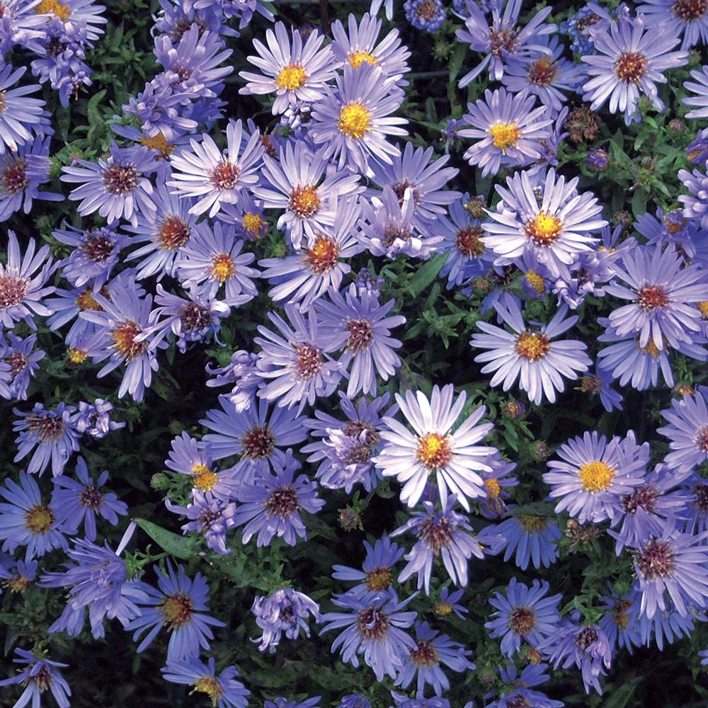 Symphyotrichum 'Wood's Blue' 3 Symphyotrichum 'Wood's Blue'