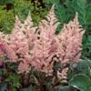 Astilbe X Rosea 'Peach Blossom' 2 Astilbe X Rosea 'Peach Blossom' -Planticaa Sales Store 34054