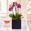 Purple Mini Moth Orchids In Square Cachepot 1 Purple Mini Moth Orchids In Square Cachepot -Planticaa Sales Store 34432