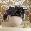 Purple Waffle 'Exotica' In Cream Ceramic Cachepot -Planticaa Sales Store 34541