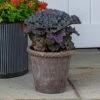 Ornamental Cabbage Osaka Red In Roped Roman Pot And Saucer 1 Ornamental Cabbage Osaka Red In Roped Roman Pot And Saucer -Planticaa Sales Store 34726
