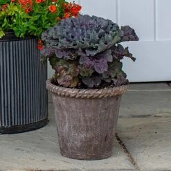 Ornamental Cabbage Osaka Red In Roped Roman Pot And Saucer