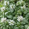 Lamium Maculatum 'White Nancy' -Planticaa Sales Store 34732