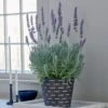 Lavender 'Goodwin Creek Grey' In Black Metal Cachepot 1 Lavender 'Goodwin Creek Grey' In Black Metal Cachepot -Planticaa Sales Store 34810