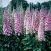 Delphinium Elatum 'Million Dollar Blush' -Planticaa Sales Store 34876