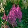 Astilbe Chinensis 'Visions' 1 Astilbe Chinensis 'Visions' -Planticaa Sales Store 35271