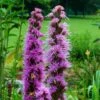 Liatris Spicata -Planticaa Sales Store 35303