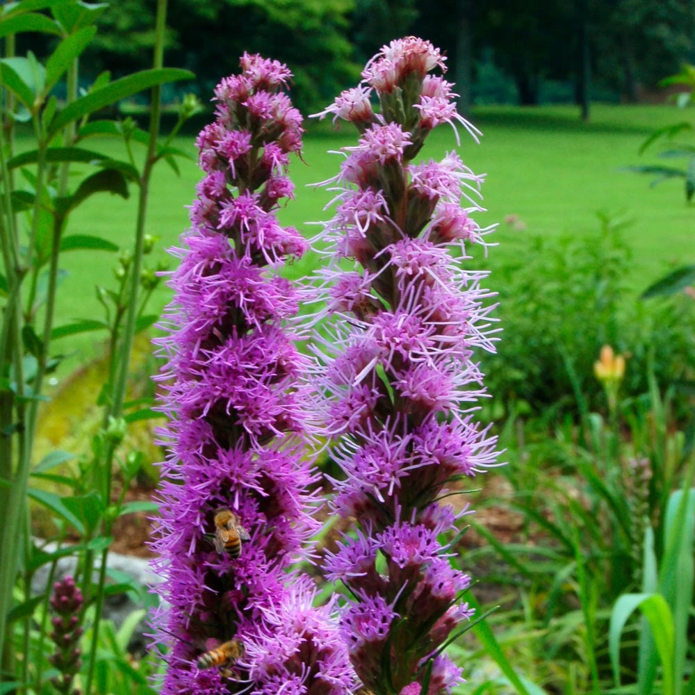 Liatris Spicata 3 Liatris Spicata