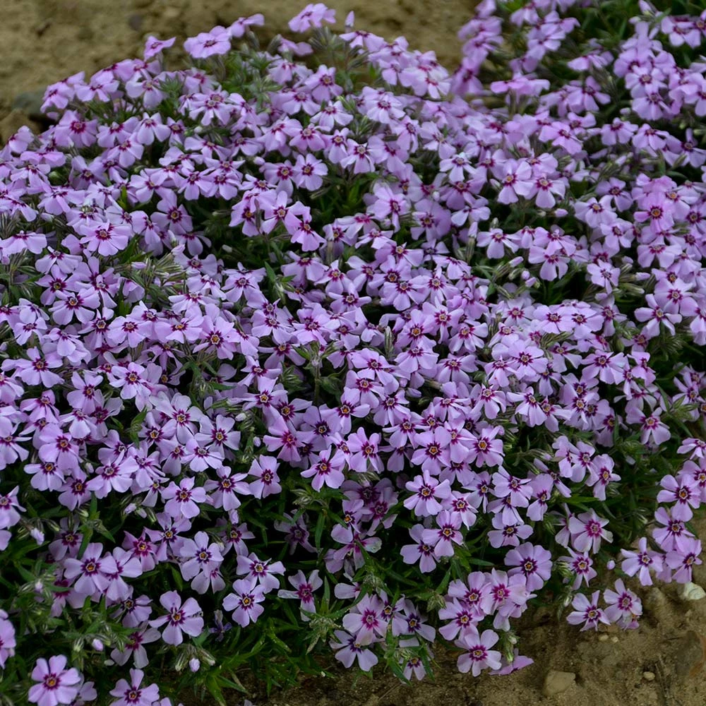 Phlox Subulata 'Eye Candy' 3 Phlox Subulata 'Eye Candy'