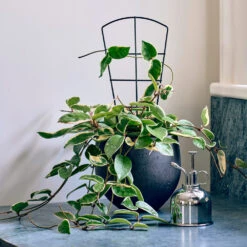 Petite Trellises, Set Of 3