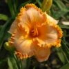 Hemerocallis (Daylily) 'Gretchen Apps' - Reblooming 1 Hemerocallis (Daylily) 'Gretchen Apps' - Reblooming -Planticaa Sales Store 36713