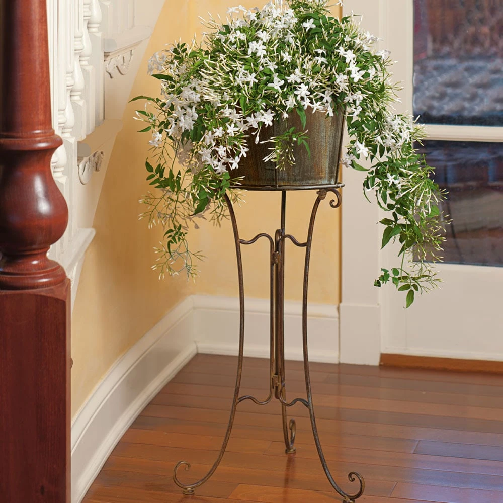 Jasmine In Filigree Plant Stand 3 Jasmine In Filigree Plant Stand