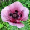 Papaver Orientale 'Central Park' -Planticaa Sales Store 37249