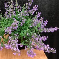 Nepeta X Faassenii SylvesterBlue™