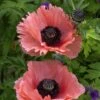 Papaver Orientale 'Aglaja' -Planticaa Sales Store 37501