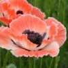 Papaver Orientale 'Carnival' 1 Papaver Orientale 'Carnival' -Planticaa Sales Store 37502