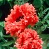 Papaver Orientale 'Garden Glory' -Planticaa Sales Store 37504