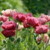 Papaver Orientale 'Marlene'