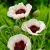 Papaver Orientale 'Perry's White' -Planticaa Sales Store 37508