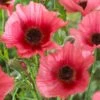 Papaver Orientale 'Burning Heart' -Planticaa Sales Store 37509