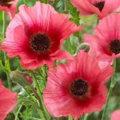 Papaver Orientale 'Burning Heart'