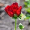 Papaver Orientale -Planticaa Sales Store 37510