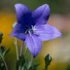 Platycodon Grandiflorus 'Astra Blue' -Planticaa Sales Store 37521