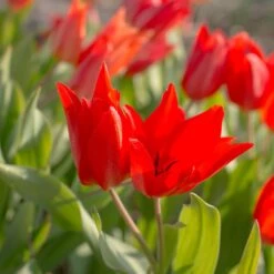 Tulip Praestans 'Zwanenburg Variety'