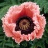 Papaver Orientale 'Petticoat' -Planticaa Sales Store 37589